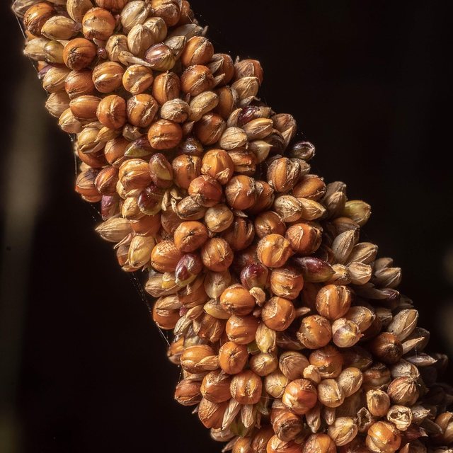 Canadian canary seed