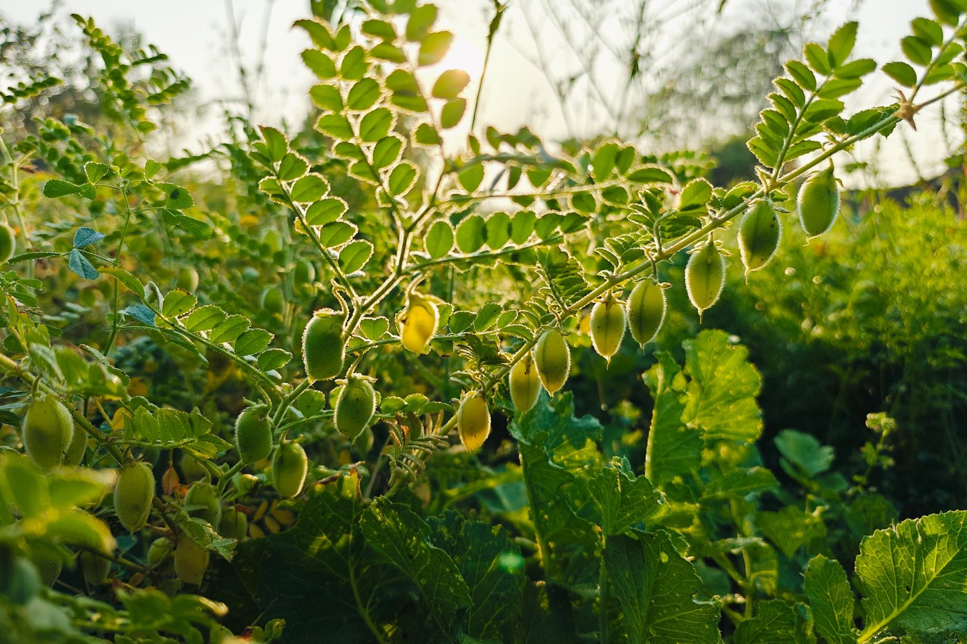 Chickpea pods ripening on the plant in a prairie field.