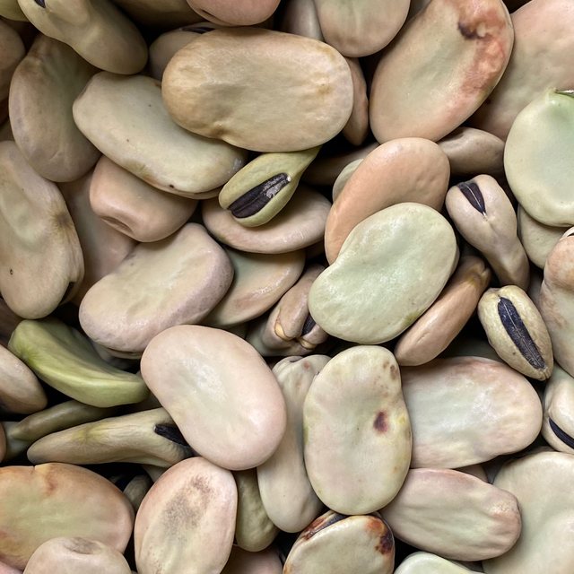 Canadian faba beans