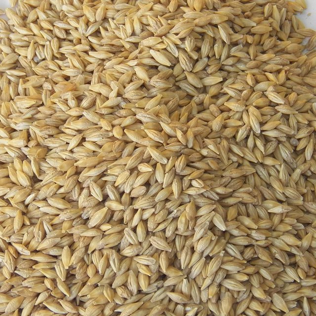 Canadian feed barley