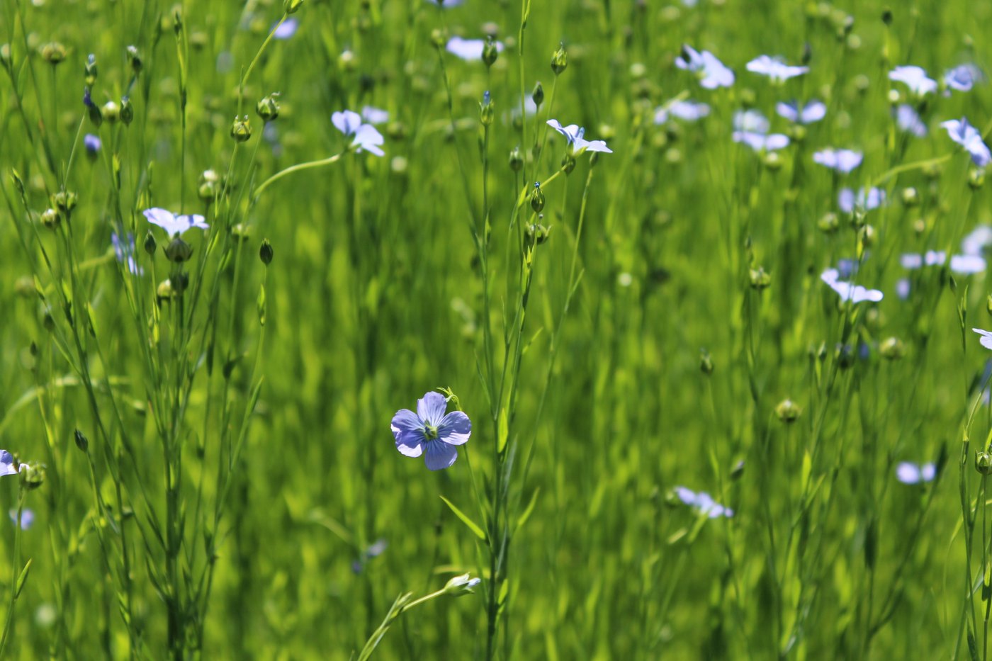 Blue-flowering flax field on the Canadian prairies.