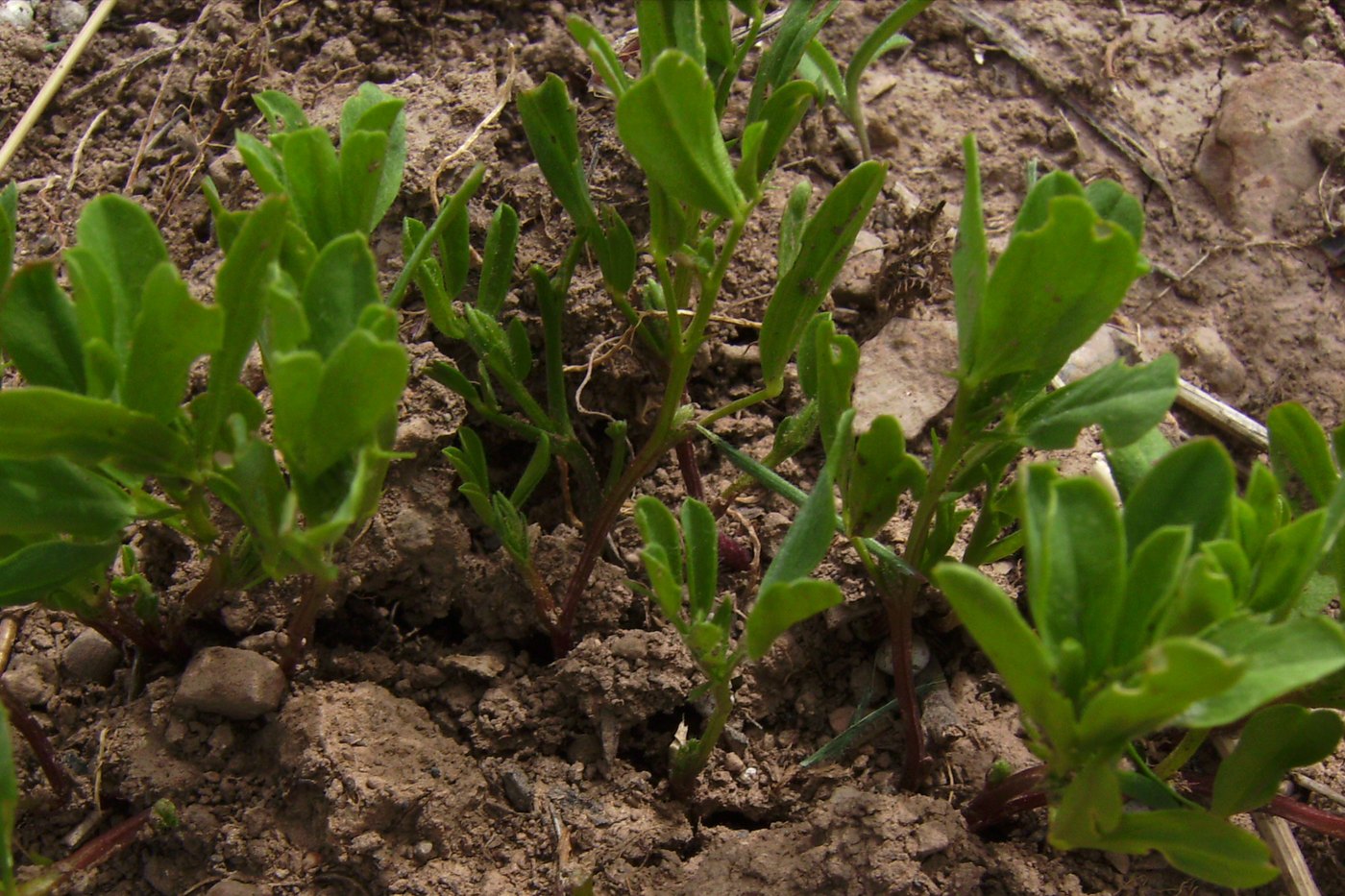 Lentil field in bloom on the Saskatchewan prairie.