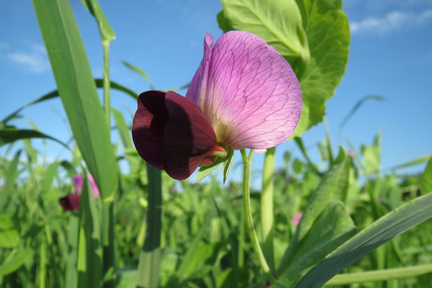 Pea crop in flower on a Canadian prairie field.