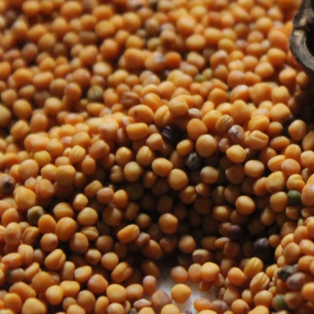 Canadian mustard seed