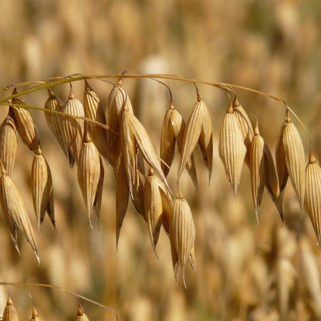Canadian oats
