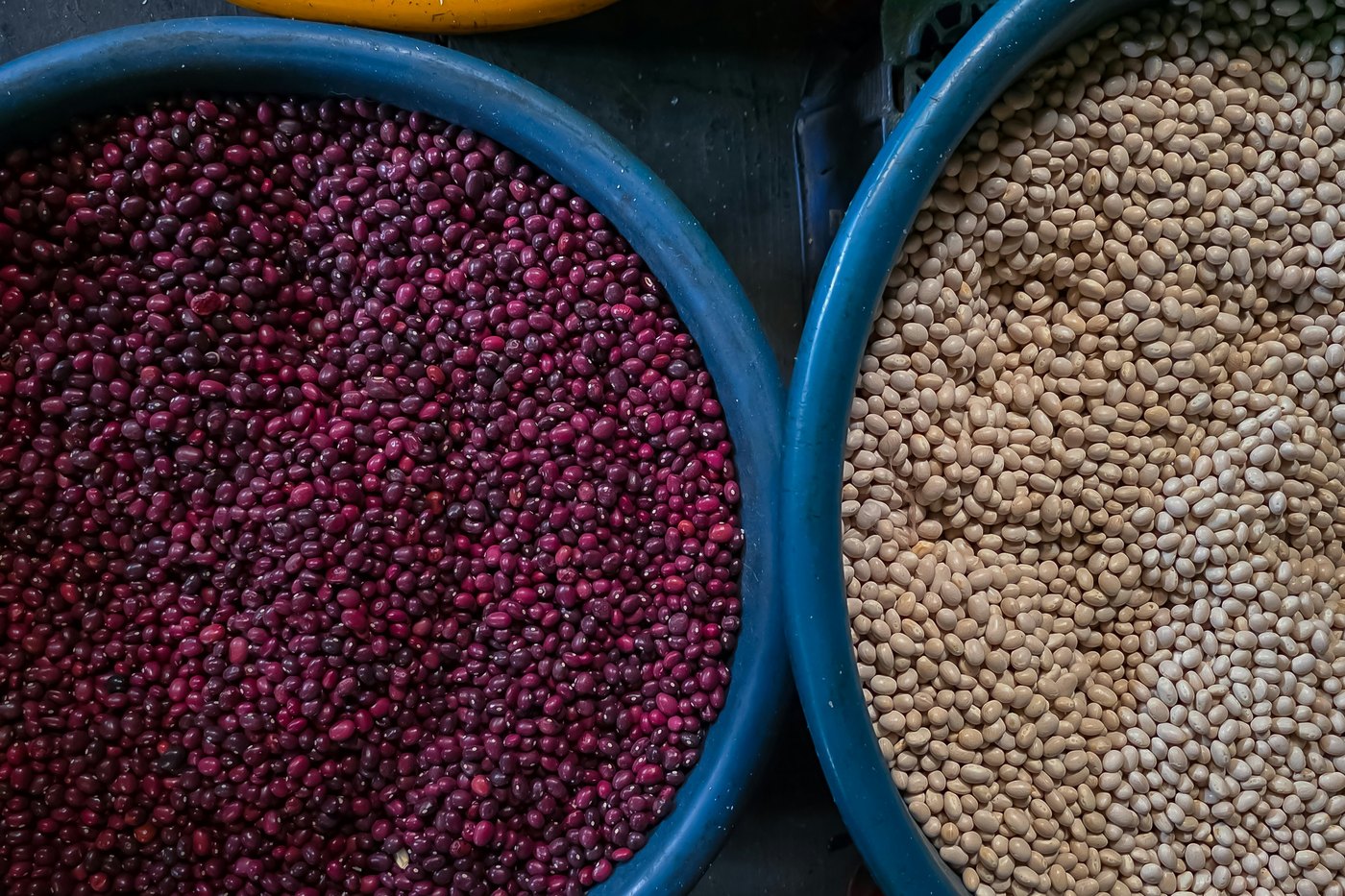 Assortment of Canadian field crops — faba beans, canary seed, mustard, and oats — in sample bowls.