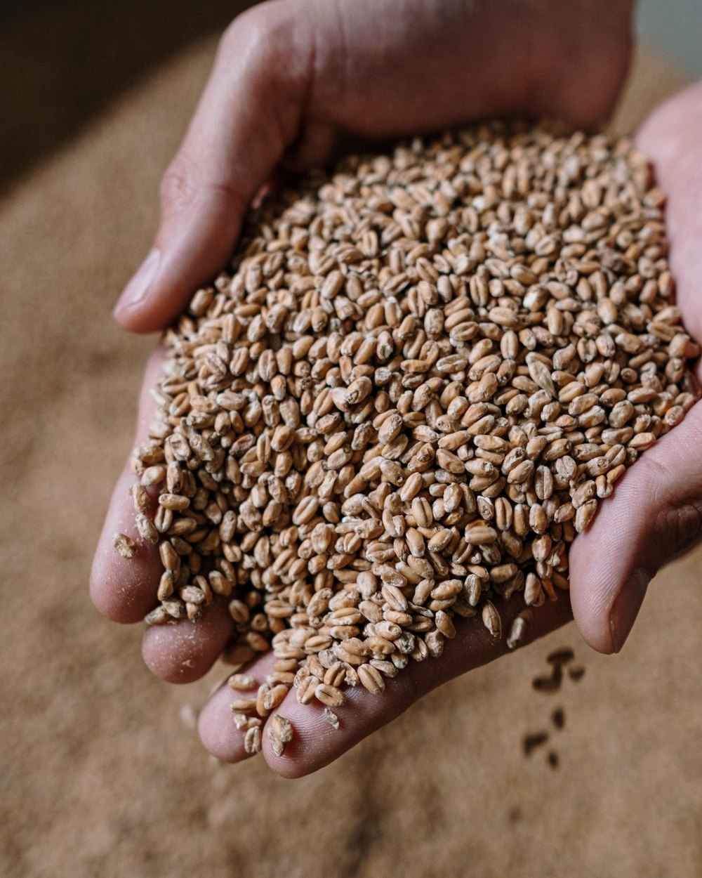 A grain sample being inspected by hand.