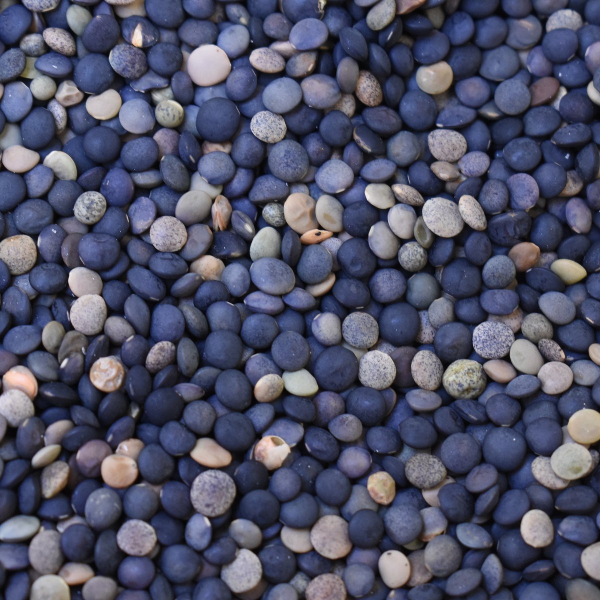 Whole Canadian red lentils with seed coat, before dehulling.