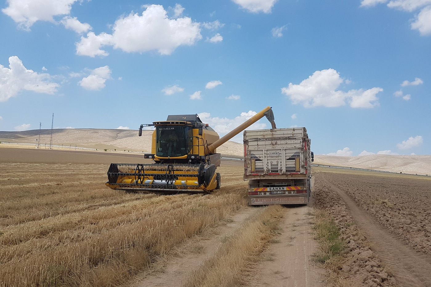 Harvested yellow peas flowing from a combine into a grain cart.