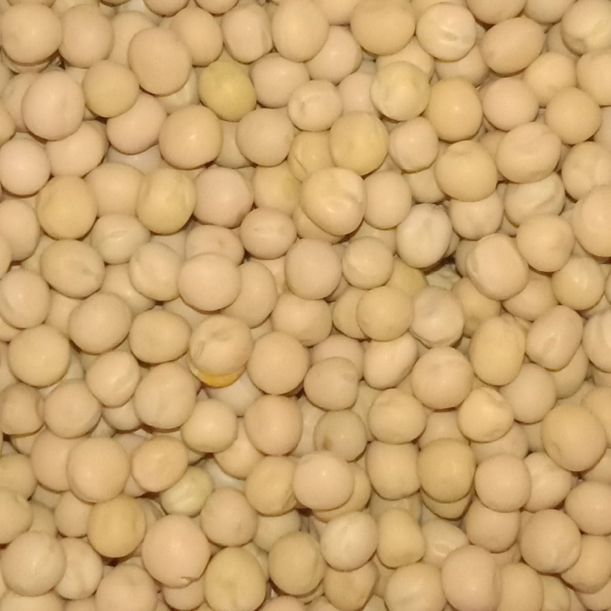 Canadian yellow peas, whole round seeds with uniform yellow colour
